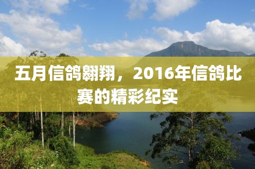 五月信鴿翱翔，2016年信鴿比賽的精彩紀(jì)實(shí)