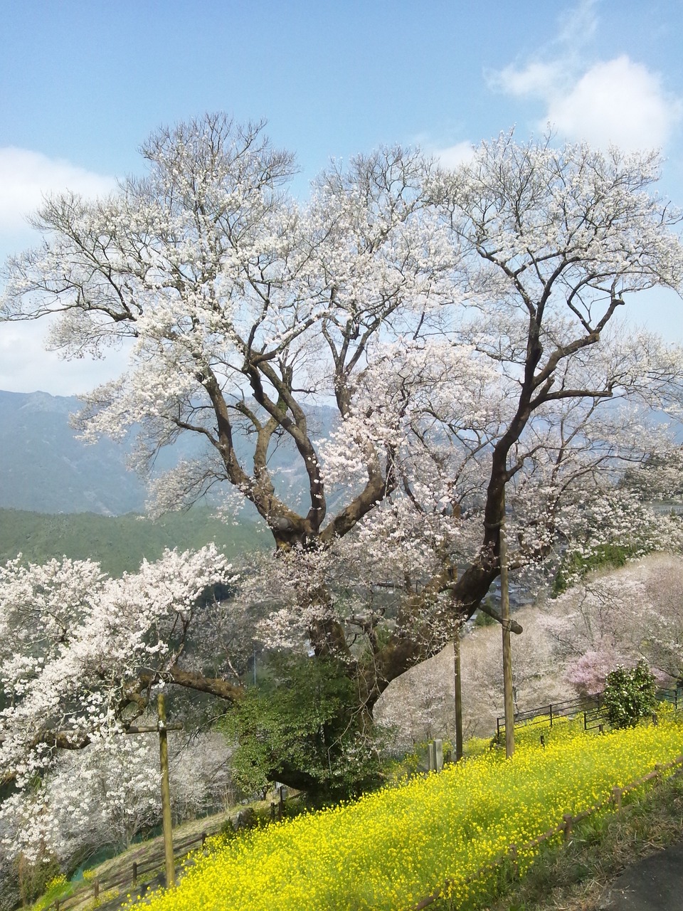 定遠(yuǎn)縣爐橋鎮(zhèn)最新資訊更新，爐橋鎮(zhèn)動態(tài)速遞