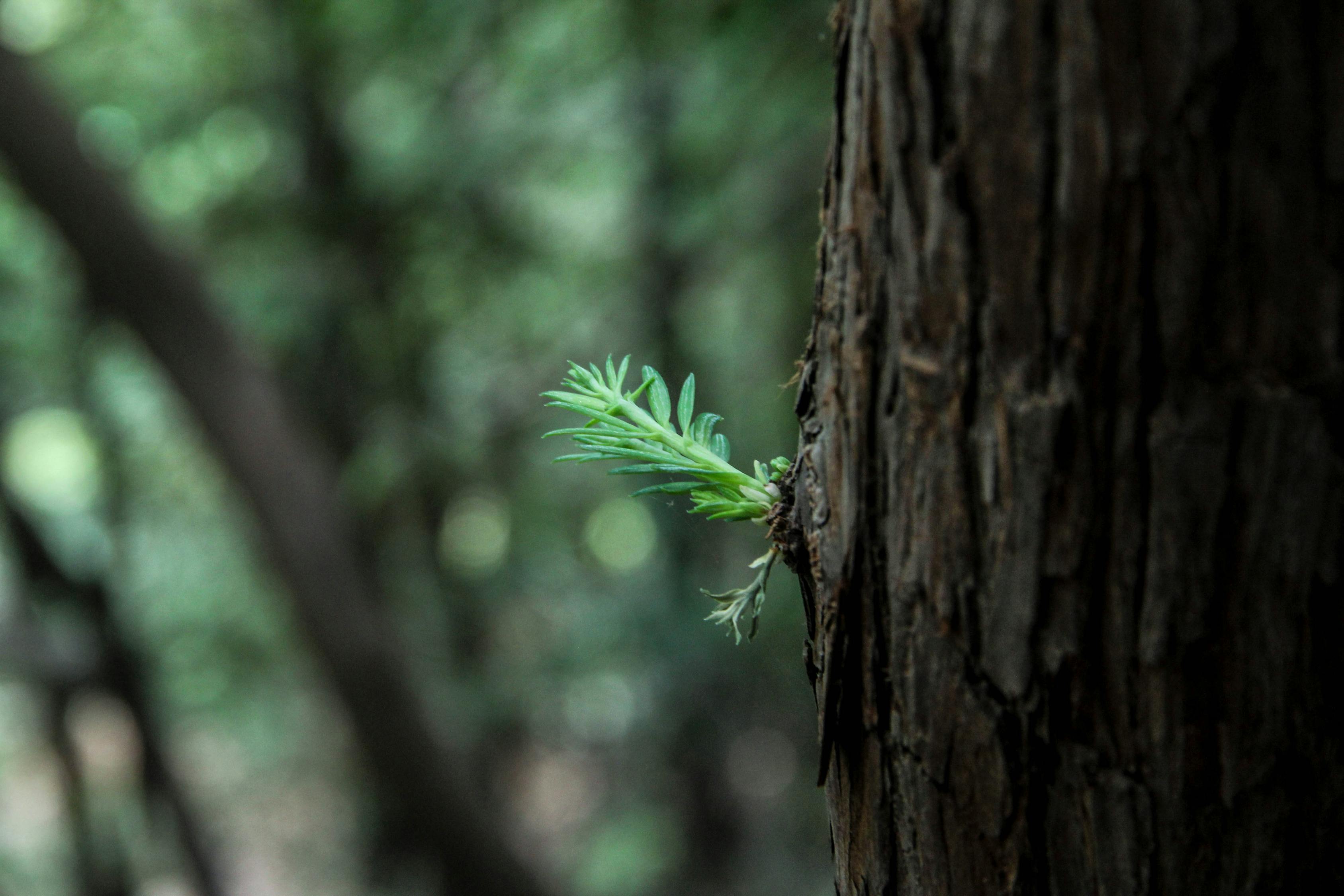 五月萌芽熊新篇，成長的力量與希望的綻放