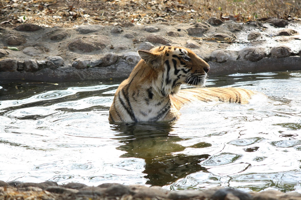 五月動物園老虎傷人事件最新進展深度解析與探討