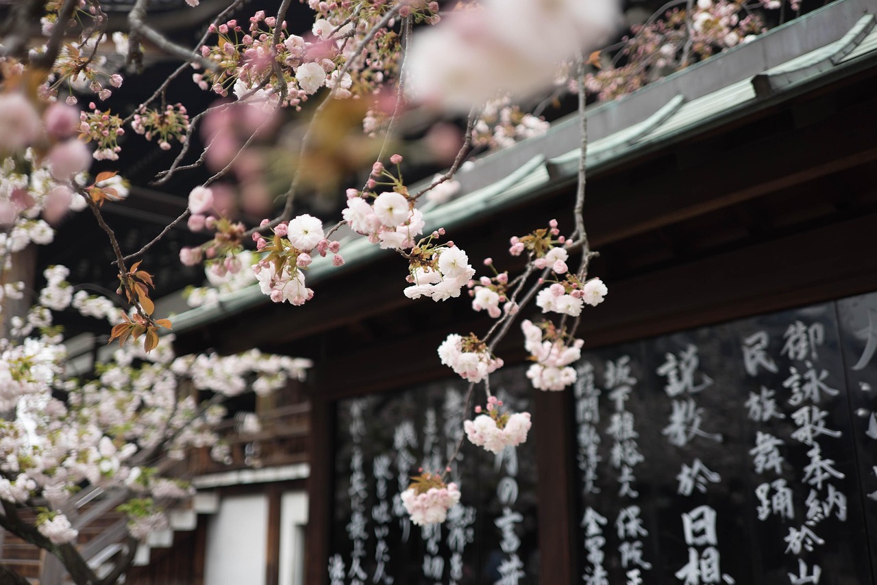 五月日本種子最新發(fā)布，探索未來(lái)植物科技的新篇章