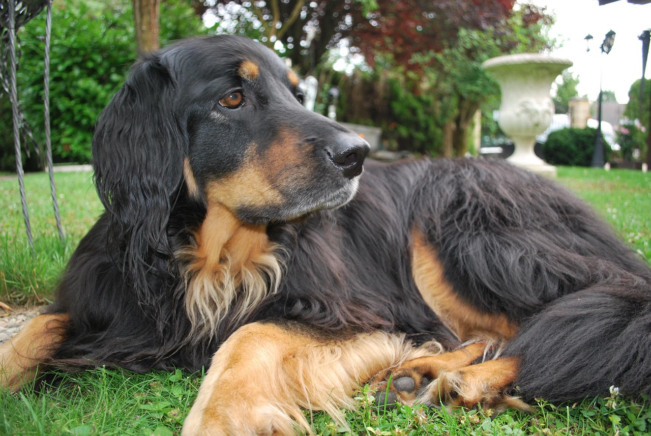 五月女明星與萌犬的溫馨時(shí)光